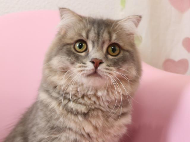 スコティッシュフォールド