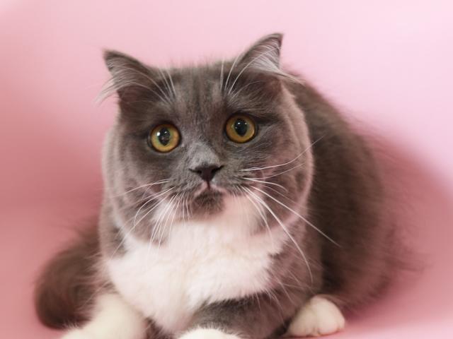 スコティッシュフォールド