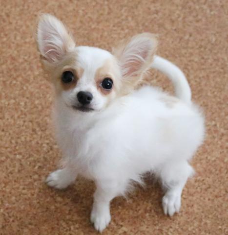 チワワ（ロングコート）