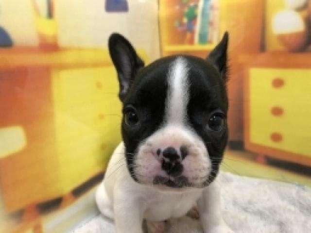 フレンチブルドッグ