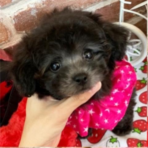 トイプードルティーカップ