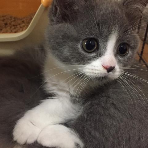 ミヌエット(旧ナポレオン)