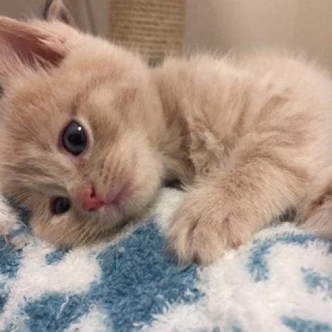 ミヌエット(旧ナポレオン)