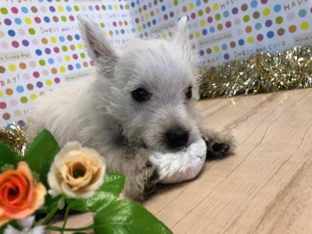 ウエストハイランドホワイトテリア