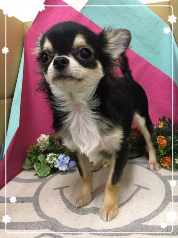 チワワ（ロングコート）