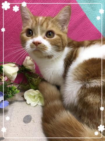 スコティッシュフォールド