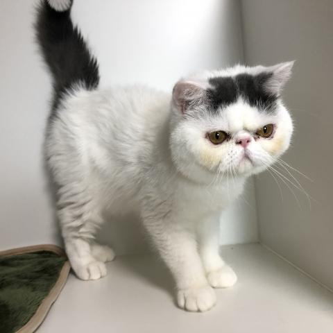 エキゾチックショートヘアー