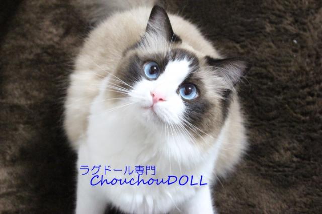 Chouchou DOLL