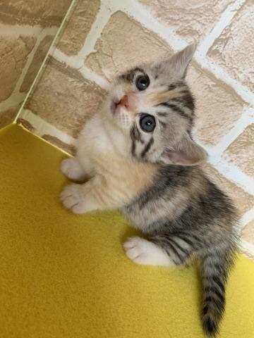 マンチカン短足