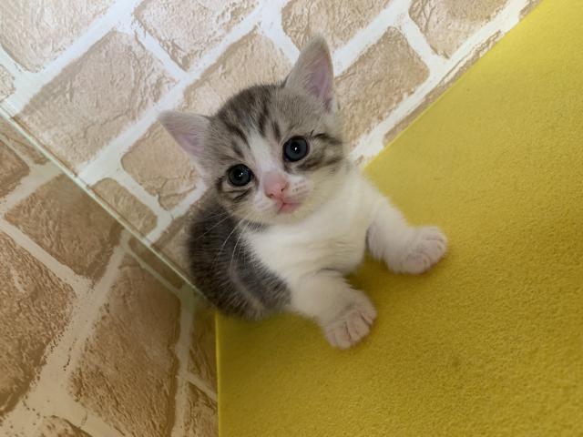 マンチカン短足