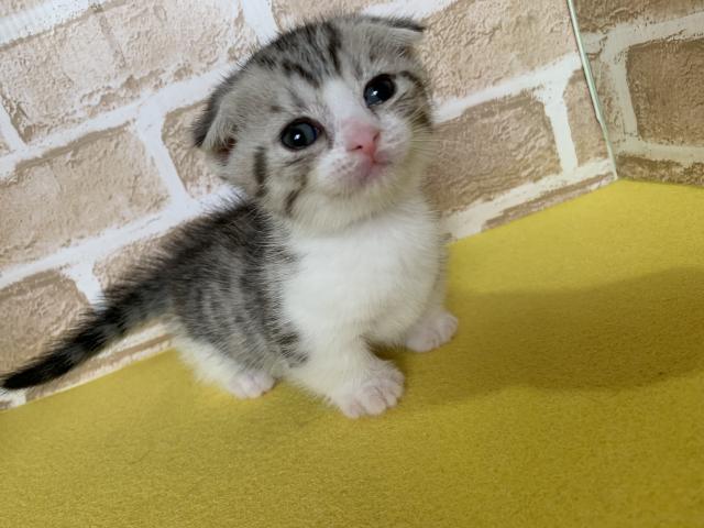 マンチカン短足