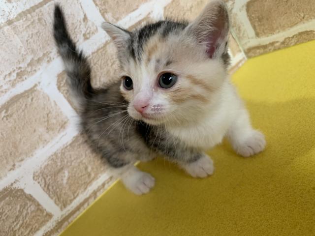 マンチカン短足