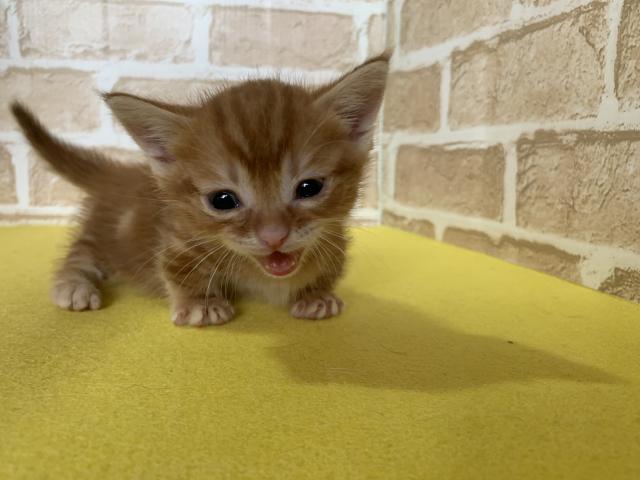 マンチカン短足