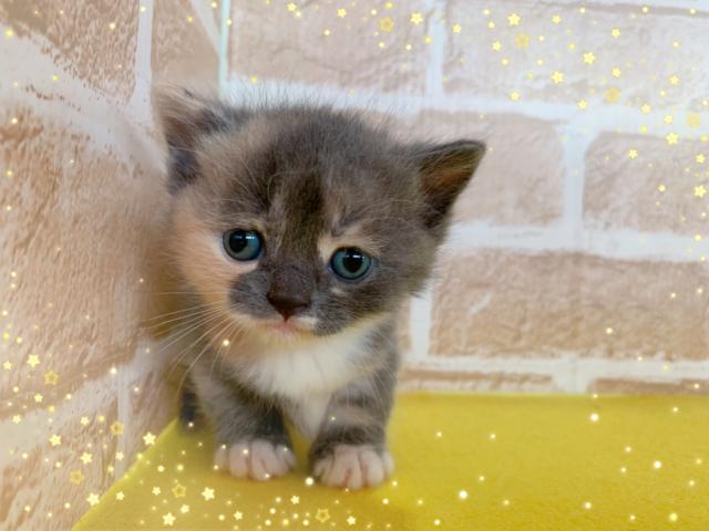 マンチカン短足、中短毛