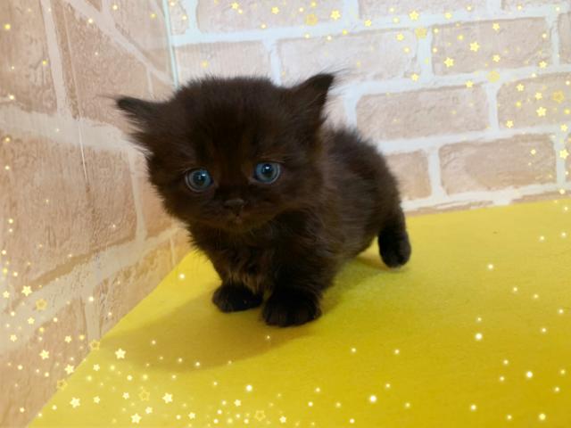 マンチカン中足、中短毛