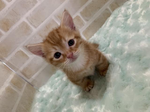 マンチカン短足