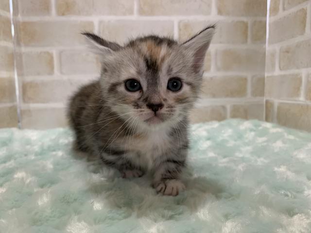 マンチカン短足