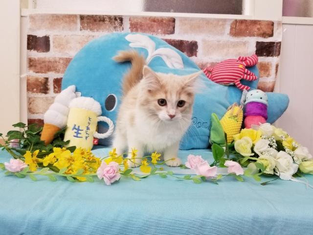 ノルウェージャンフォレストキャット