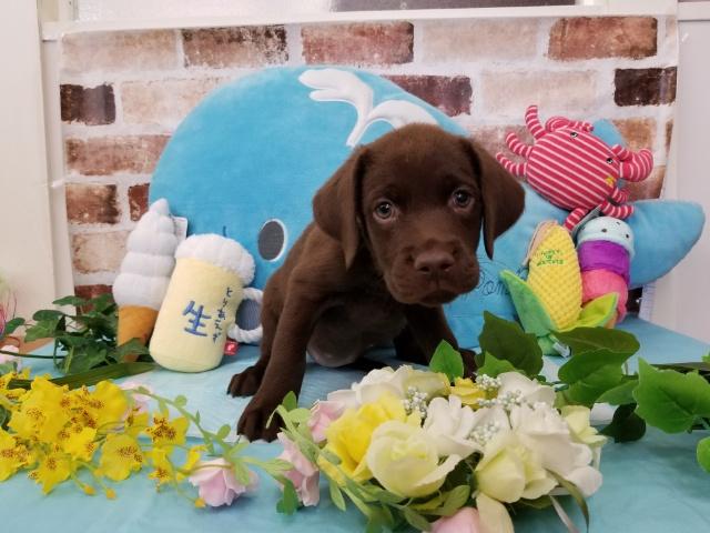 ラブラドールレトリーバー