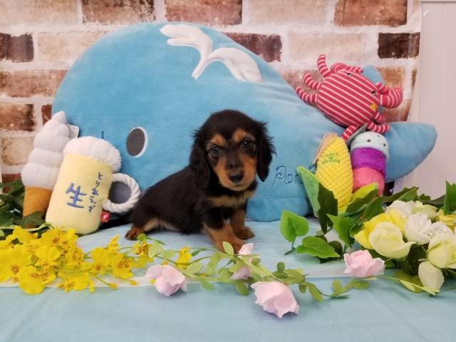 ミニチュアダックスフンド