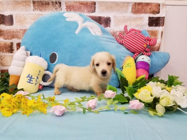 ミニチュアダックスフンド