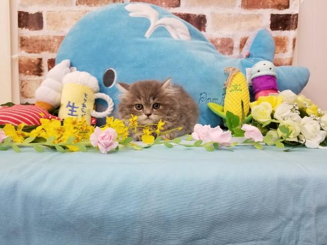 スコティッシュフォールド