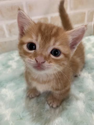 マンチカン短足