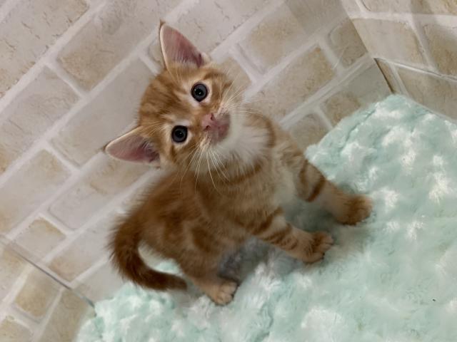 アメリカンショートヘアー