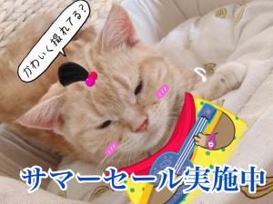 セレブキャット