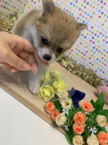 ポメラニアン