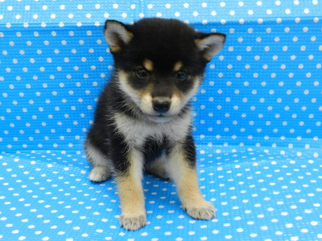 柴犬