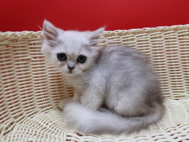 ペルシャ・ヒマラヤン