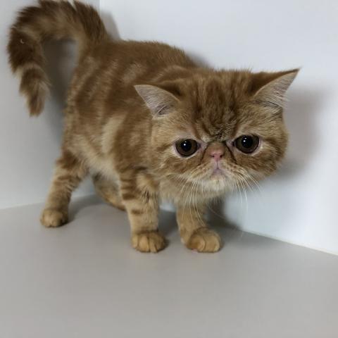 エキゾチックショートヘアー