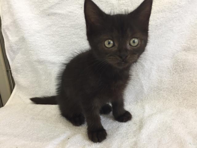 ミヌエット（旧ナポレオン）