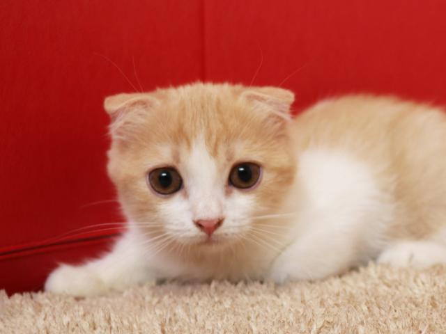 スコティッシュフォールド