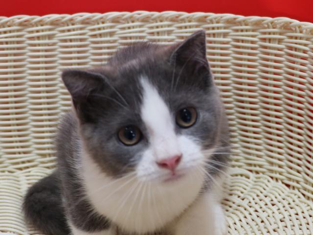 スコティッシュフォールド