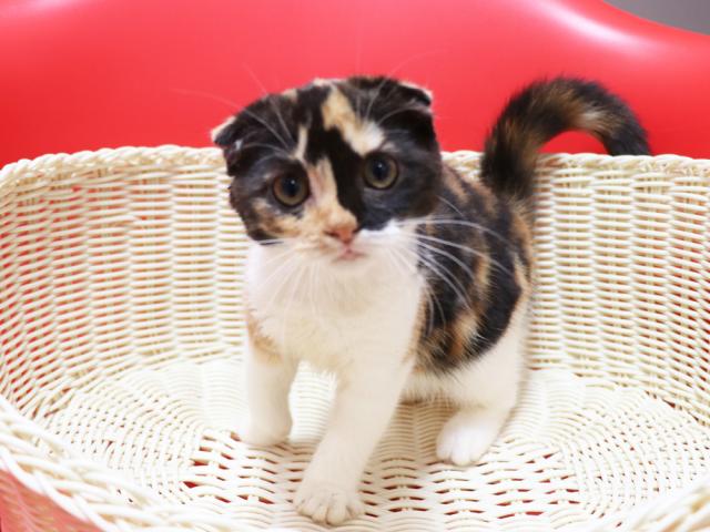 スコティッシュフォールド