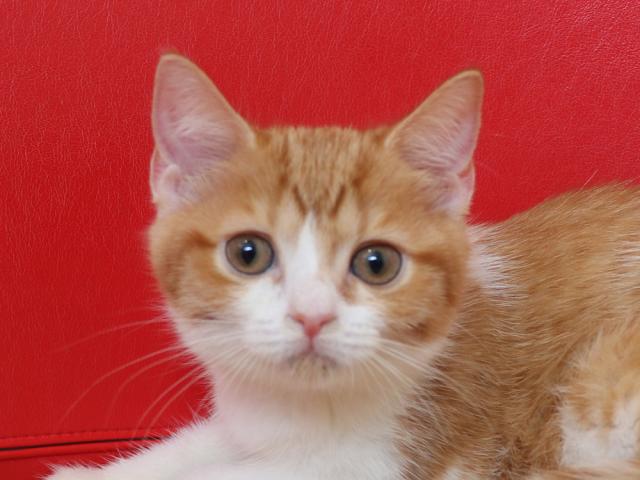 スコティッシュフォールド