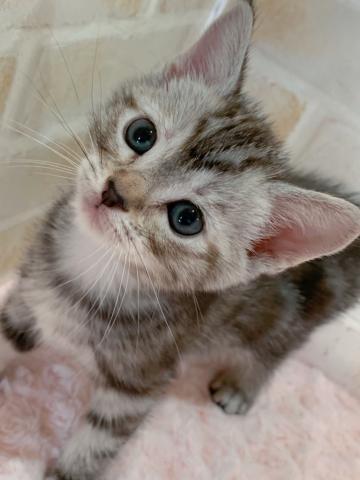 アメリカンショートヘアー