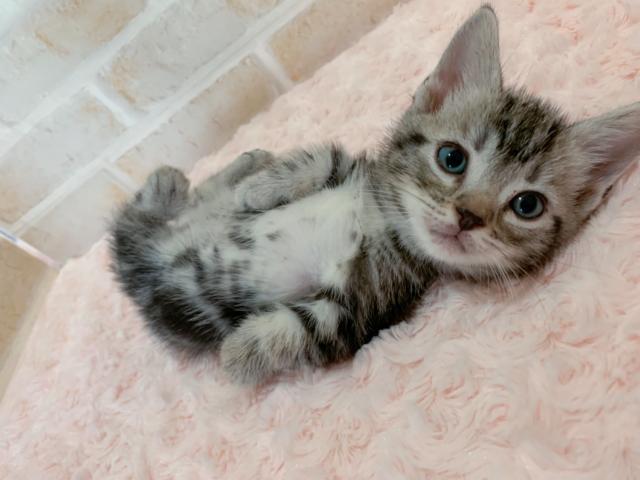 マンチカン短足