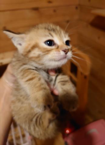 可愛い子猫兄弟たちとよく遊んでいます