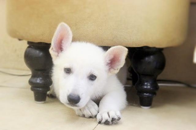 ホワイトシェパード