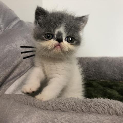 エキゾチックショートヘアー
