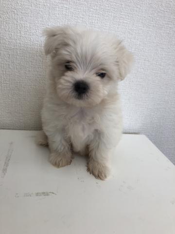 マルチーズ