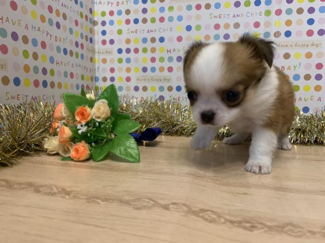 チワワ（ロングコート）