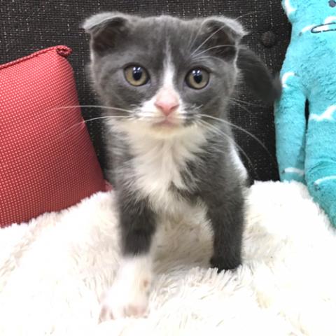 スコティッシュフォールド