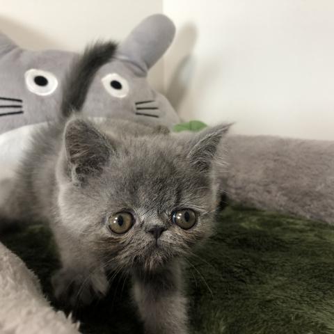 エキゾチックショートヘアー