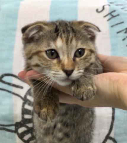 マンチカンジェネッタ