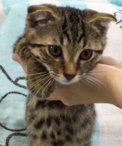 マンチカンジェネッタ