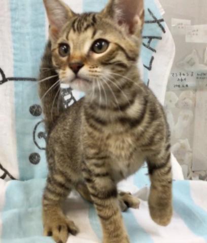 ベンガルジェネッタ